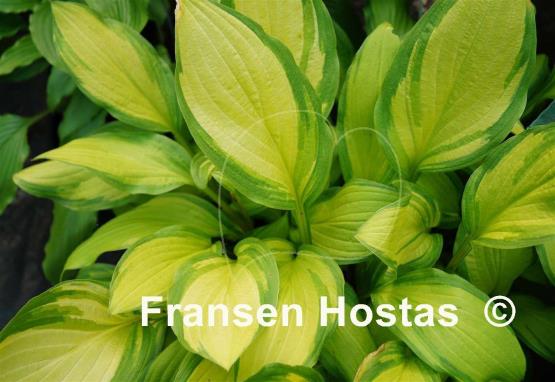 Hosta Peedee Gold Flash